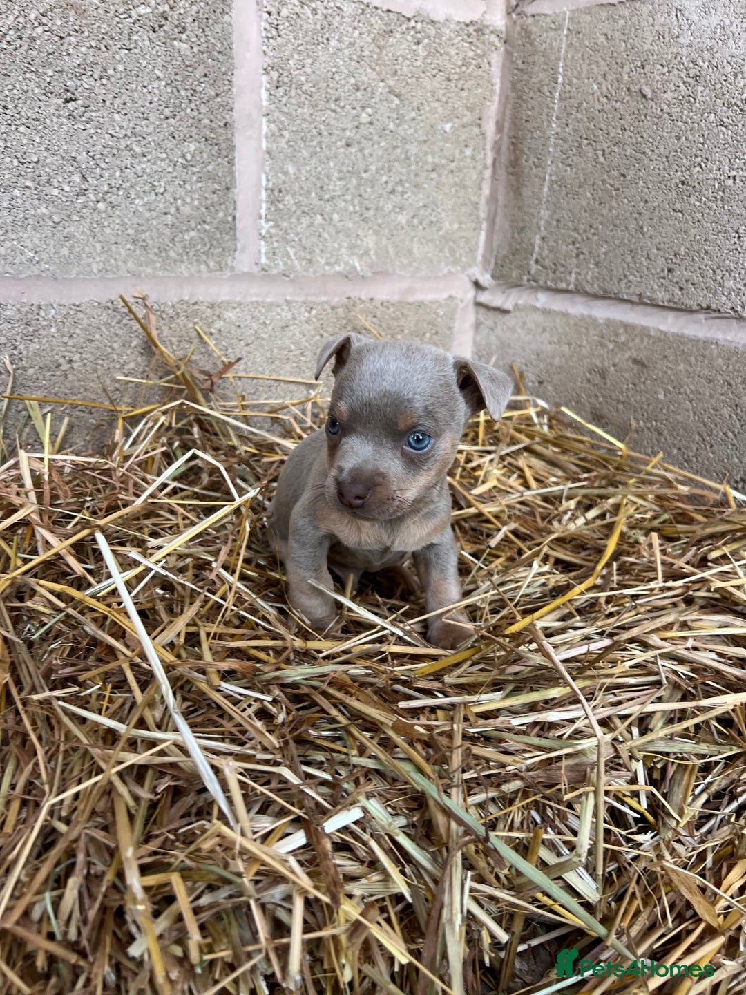 Jack Russell dogs for sale: Lilac & Tan Miniature Jack Russel  - Image 16