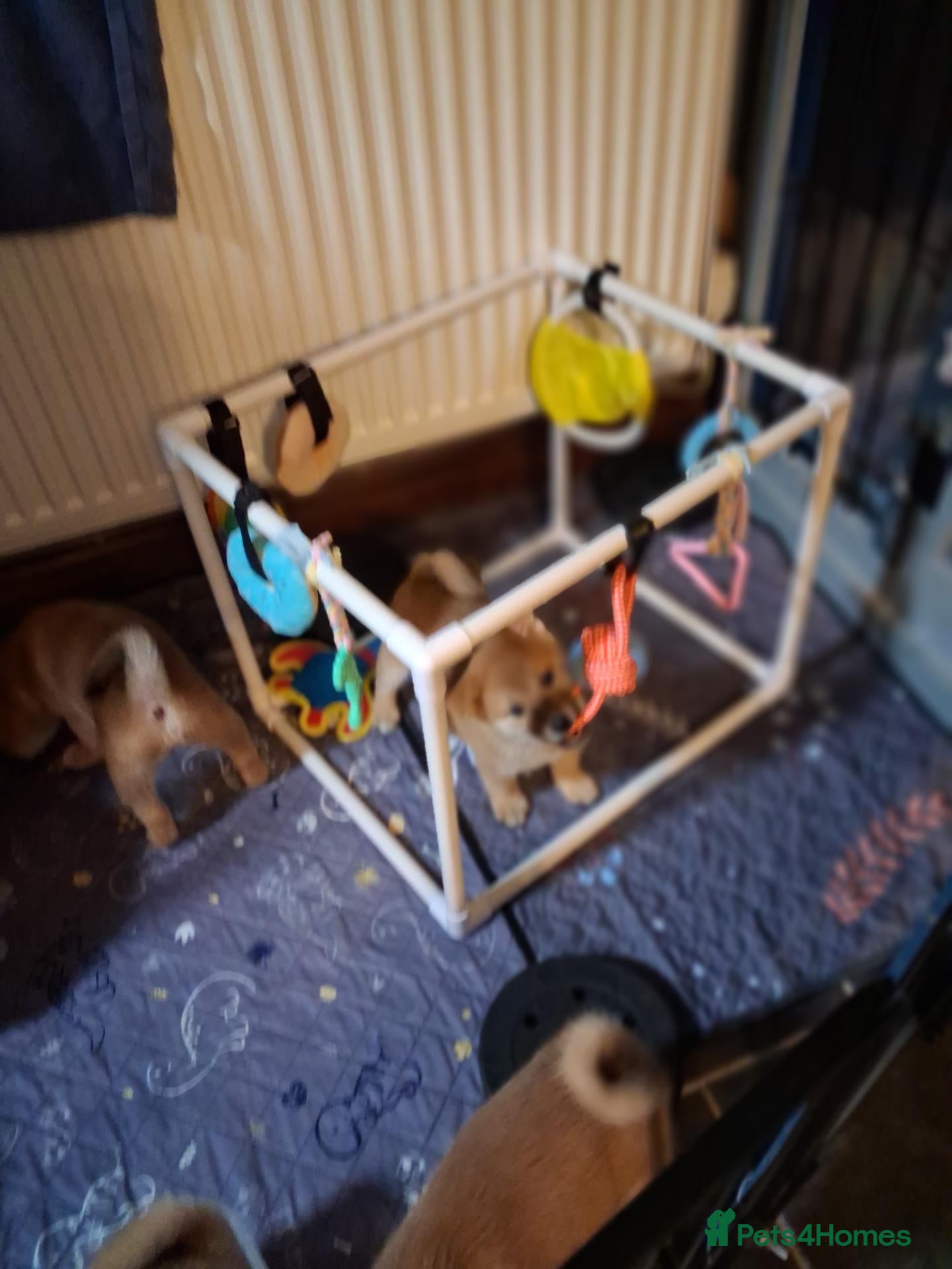 Japanese Shiba Inu dogs 4 Beautiful Shiba puppies looking for their home - Advert 13