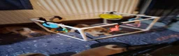 Japanese Shiba Inu dogs for sale: *New price! 3 left* all KC female shiba inus. - Advert 4