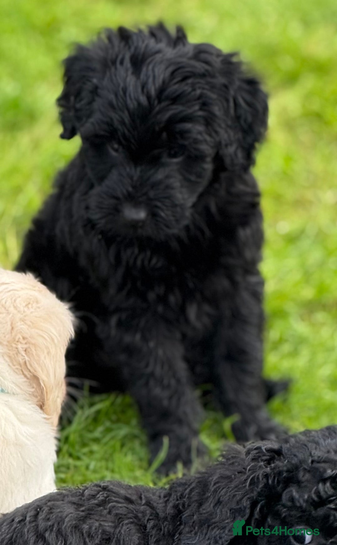 Mixed Breed dogs for sale: 🐾F3 Irish X Australian Labradoodle Puppies  - Advert 34