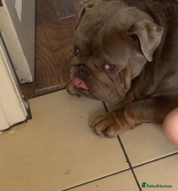 English Bulldog dogs for sale: English bulldog needs forever home - Advert 5