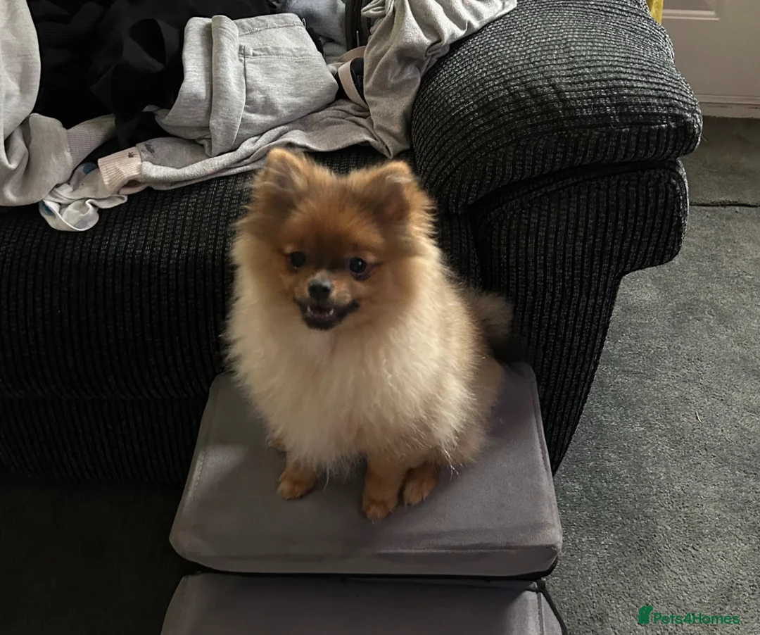 Pomeranian dogs for sale: Minnie  - Advert 2