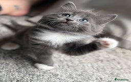 Domestic Shorthair cats for sale: 7 weeks old  - Image 4