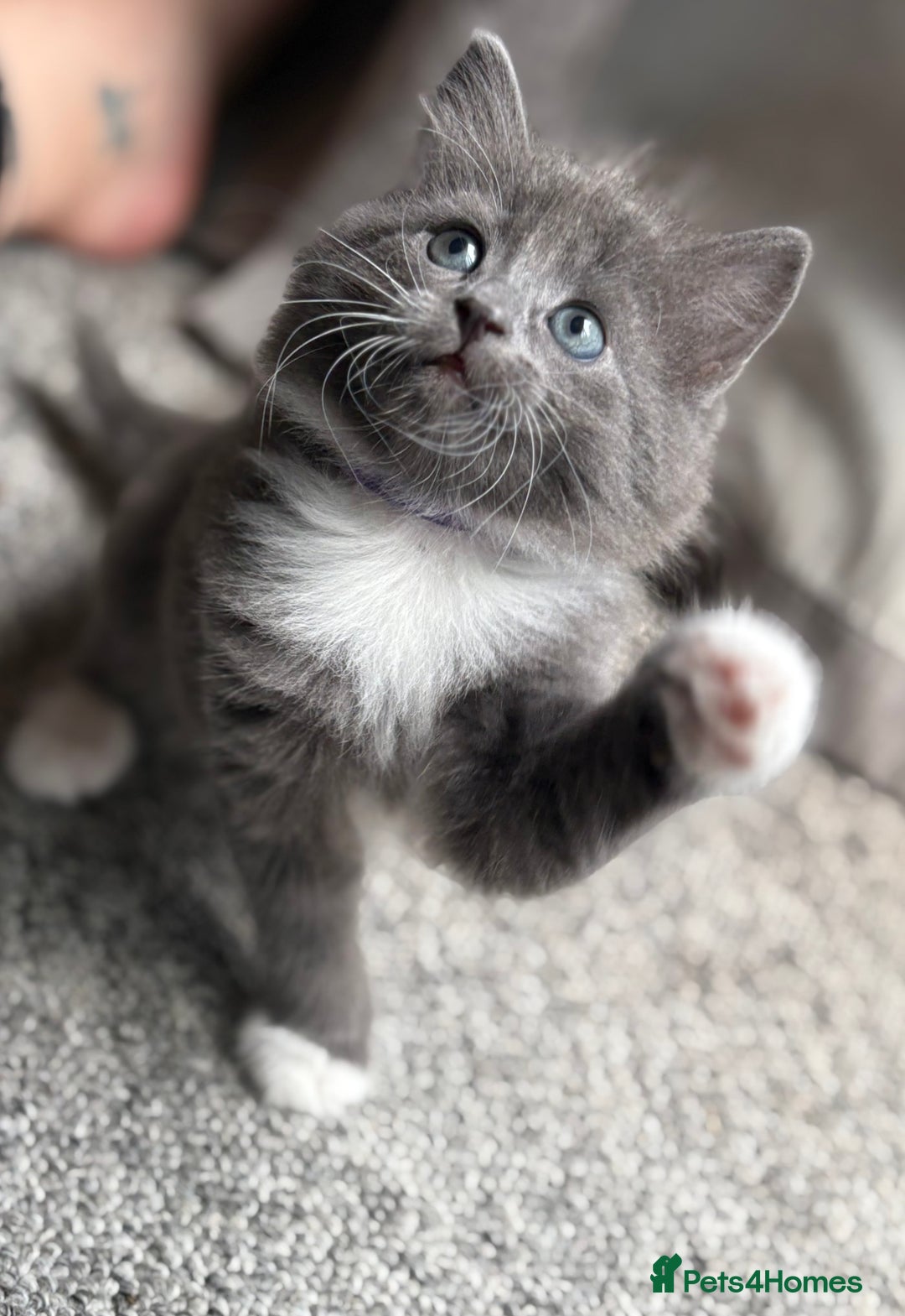 Domestic Shorthair cats for sale: 7 weeks old  - Image 4