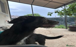 Mixed Breed dogs for adoption: TARMAC - a handsome young boy for a Loving Home - Image 10