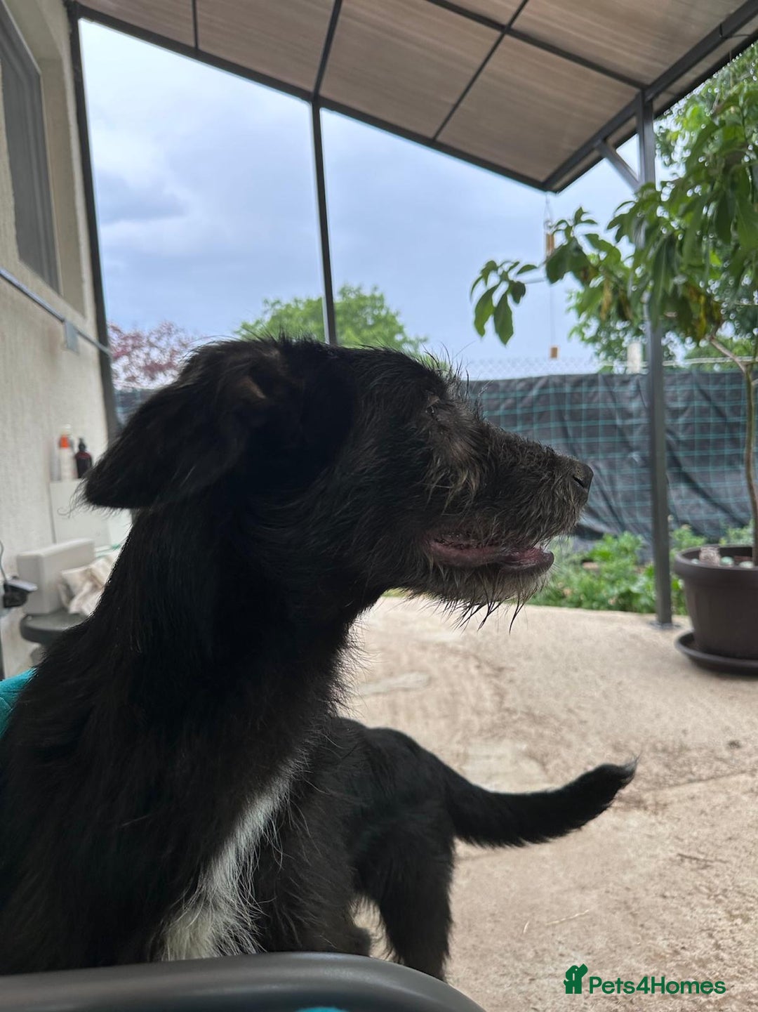 Mixed Breed dogs for adoption: TARMAC - a handsome young boy for a Loving Home - Image 10