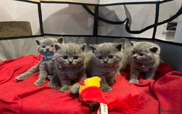 British Shorthair cats for sale: Quality British Shorthair Blue Kittens - Image 1