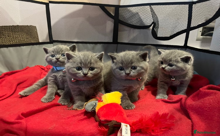 British Shorthair cats - Advert 11