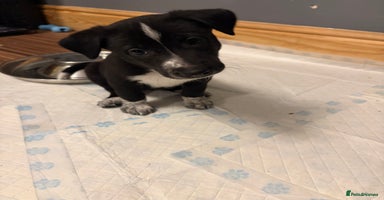 Mixed Breed dogs 8 beautiful pups for sale - Advert 4