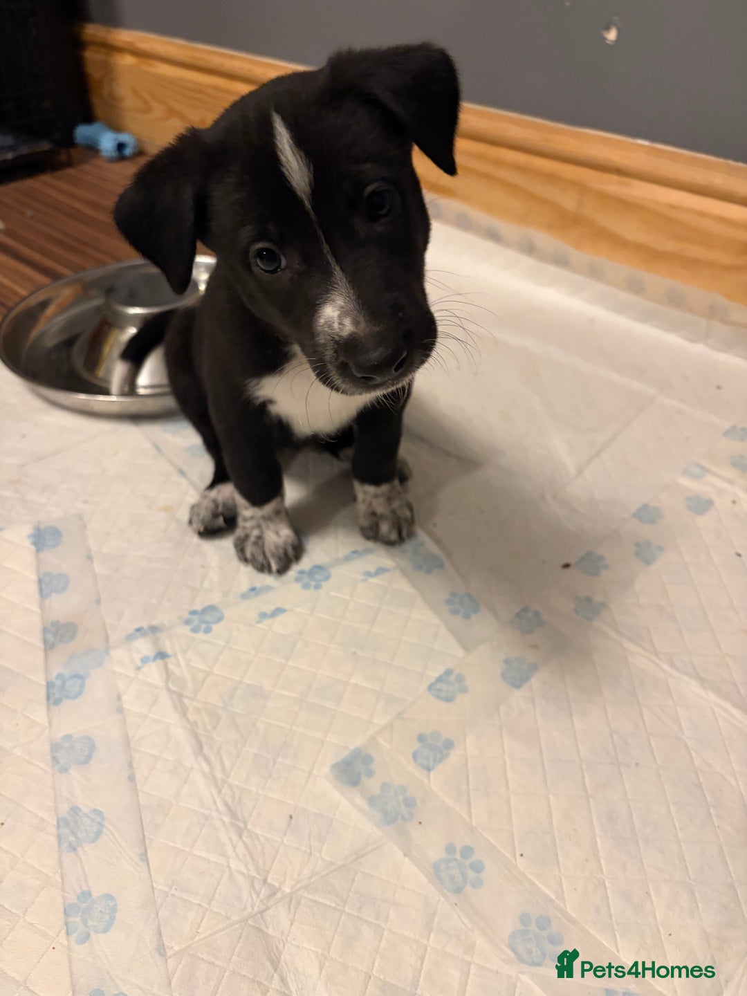 Mixed Breed dogs for sale: 8 beautiful pups for sale - Advert 6