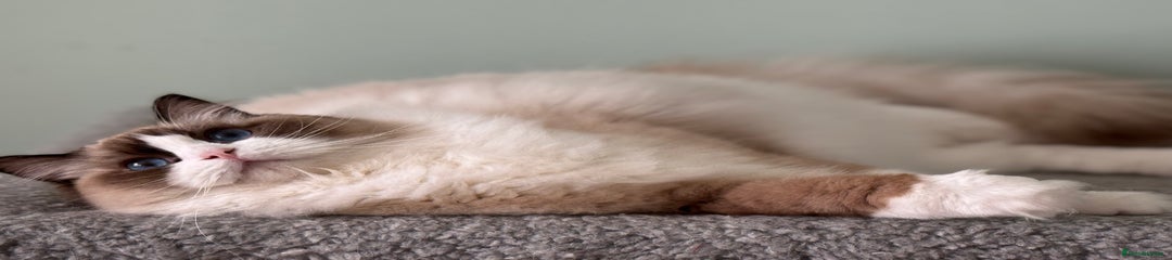 Ragdoll Kitten 1