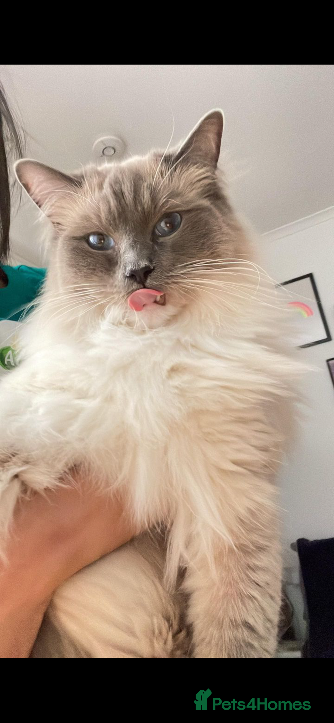 Ragdoll cats for sale: Ragdoll cross British blue kittens  - Advert 3