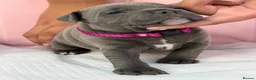 Staffordshire Bull Terrier dogs for sale: SIMPLY STUNNING COI 5.8%  - Advert 1