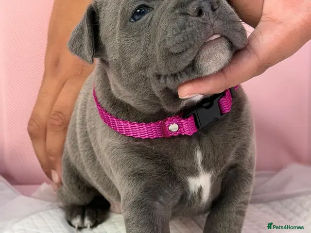 Staffordshire Bull Terrier dogs SIMPLY STUNNING COI 5.8% - Advert 5