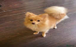 Pomeranian dogs for sale: Pomeranian Dog - Image 1
