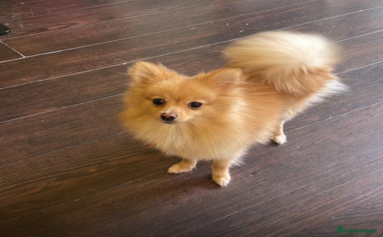Pomeranian dogs - Advert 1