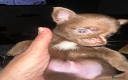 Chihuahua dogs for sale: Beautiful tiny girls chihuahuas  - Image 9