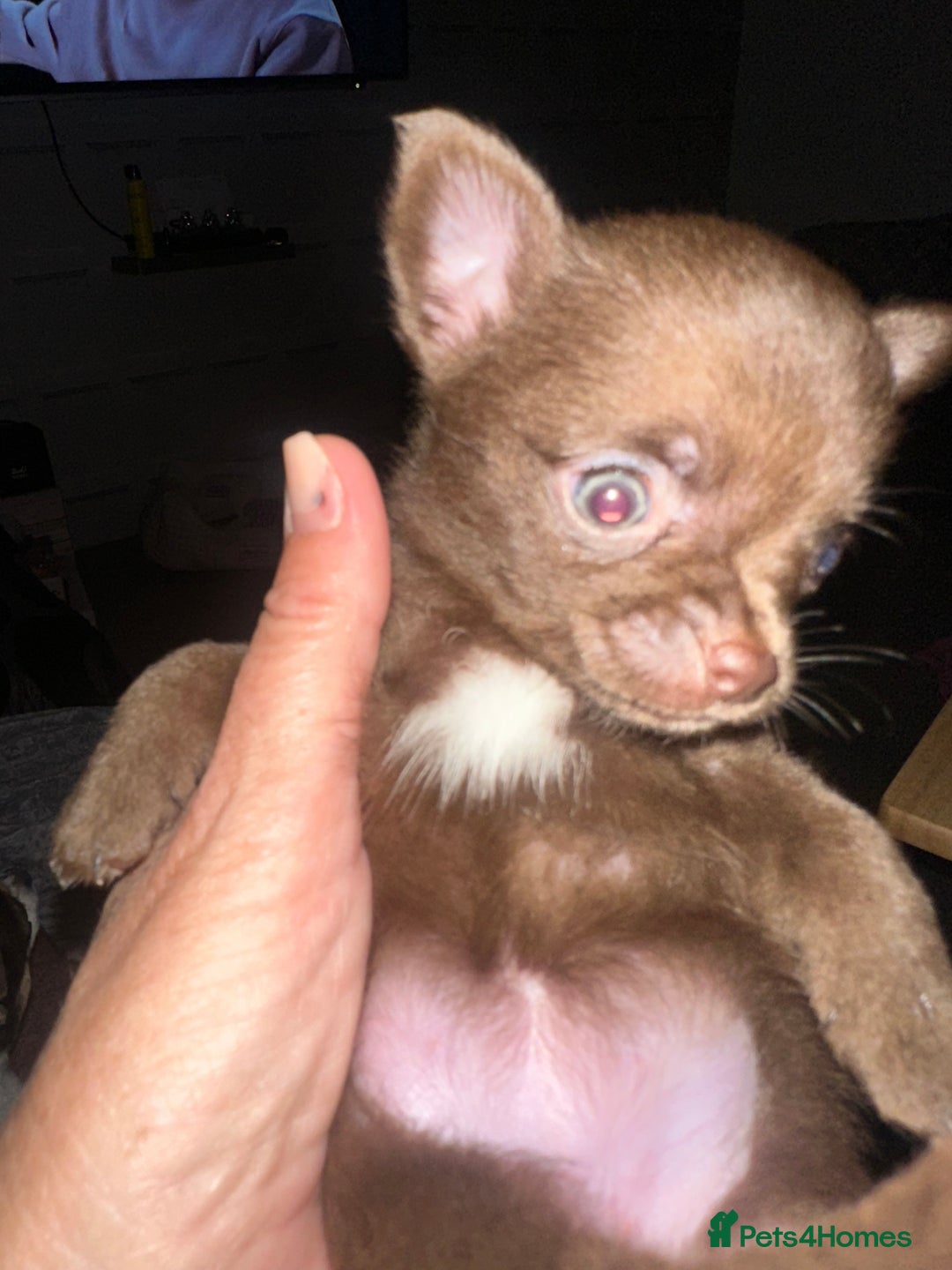 Chihuahua dogs for sale: Beautiful tiny girls chihuahuas  - Image 9