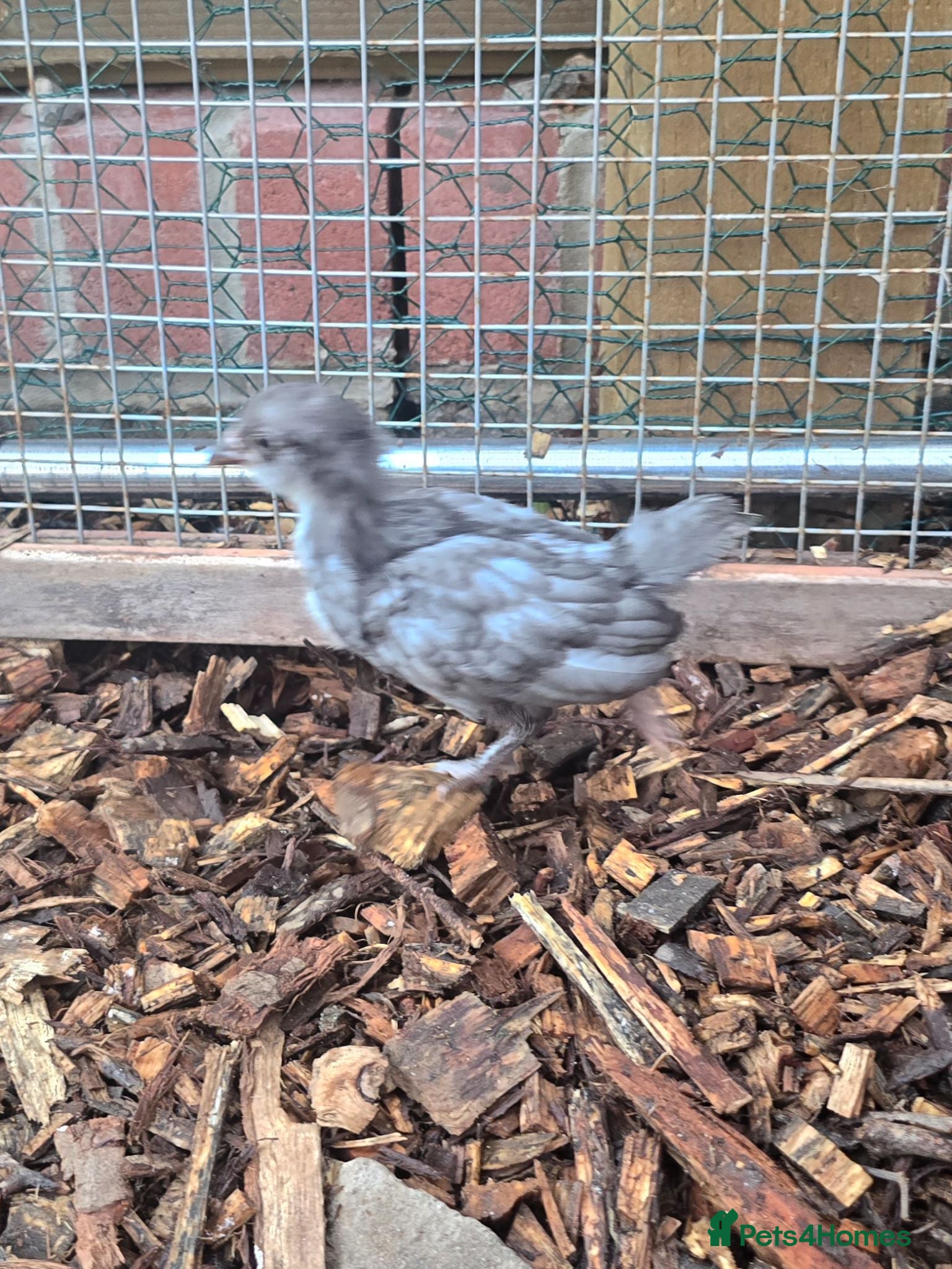 Chickens poultry Serama cross Barbu d'Uccle chick - Advert 18