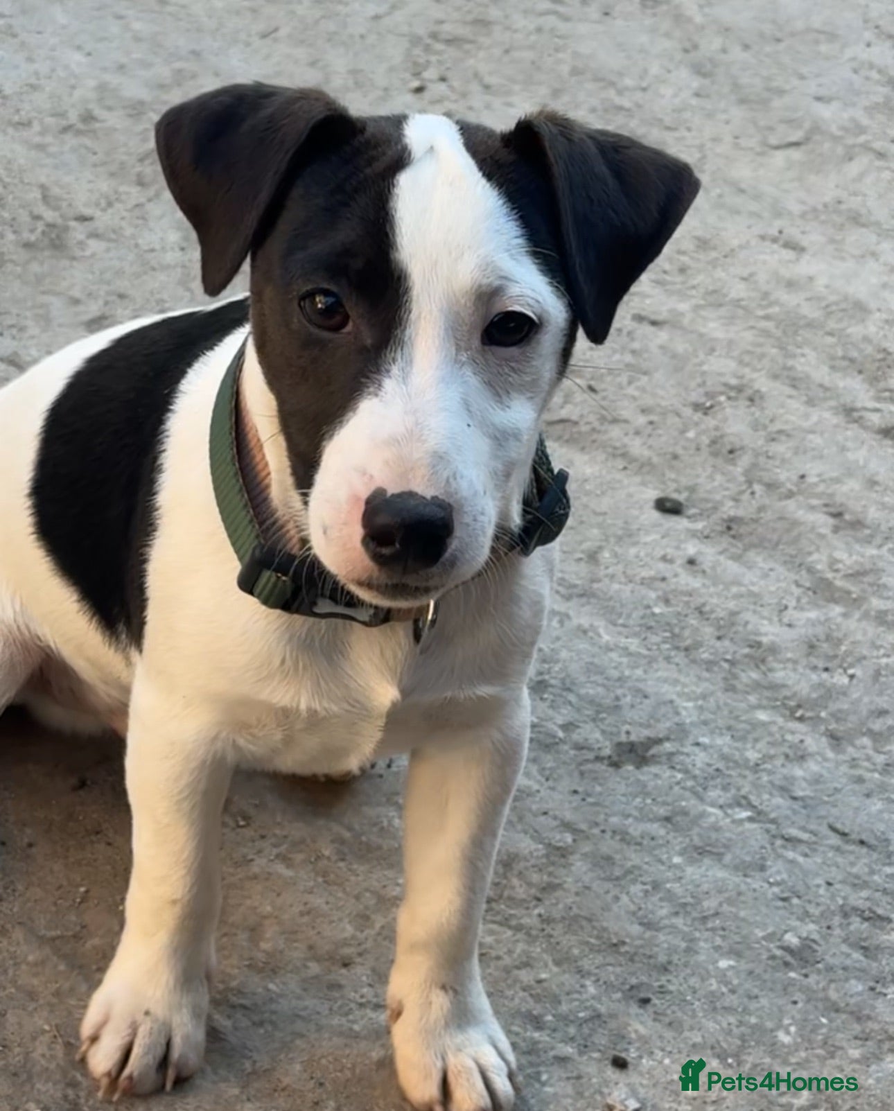 Jack Russell dogs Max intact male - Advert 1