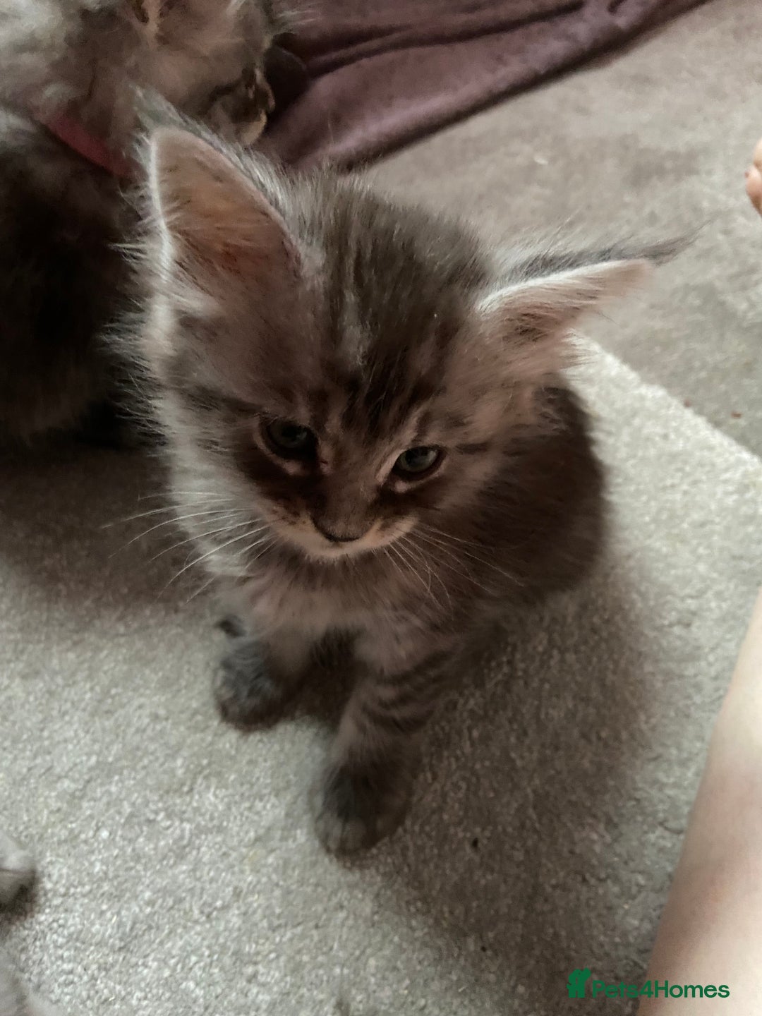 Maine Coon cats for sale: Ready Now Maine Coon kittens - Image 35