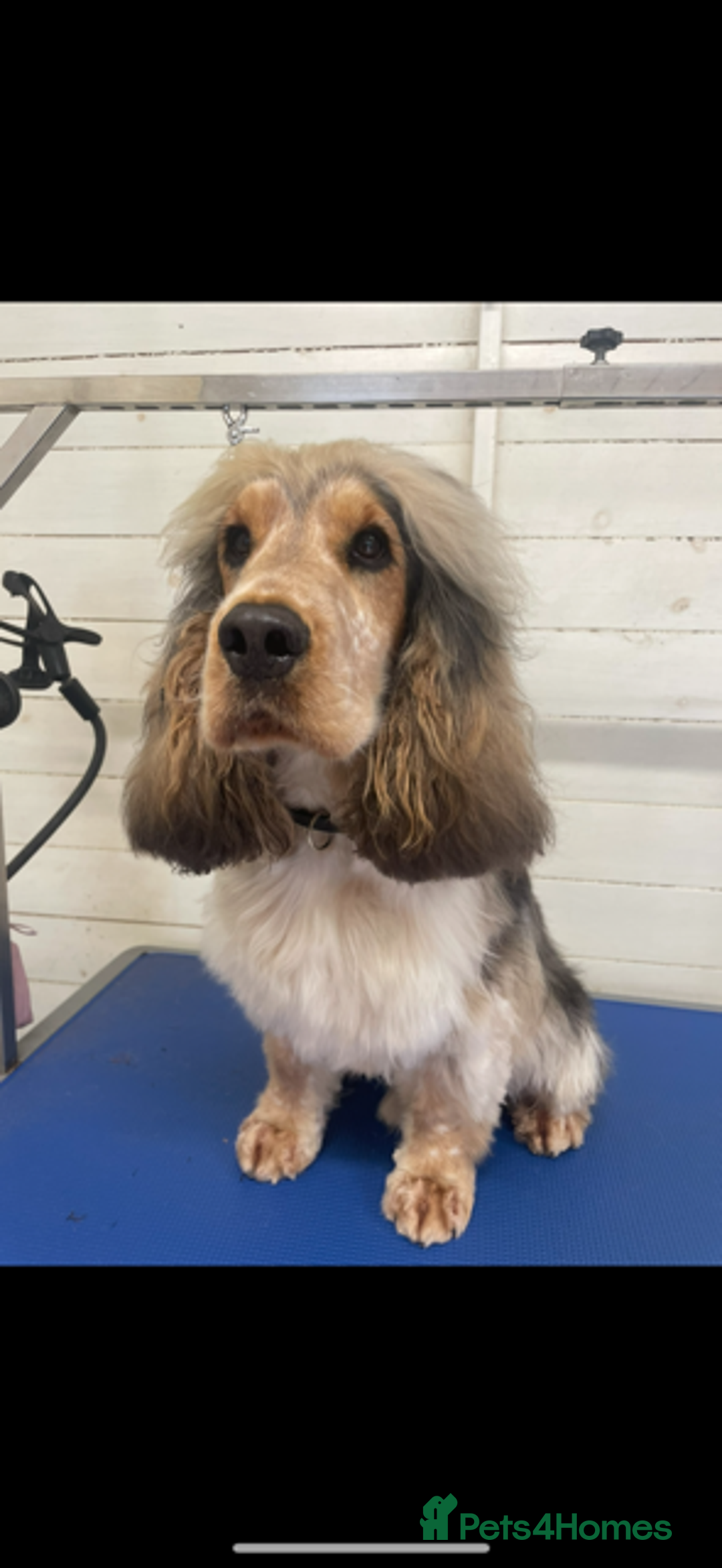 Cocker Spaniel dogs for sale: Stunning Show Cocker Spaniel - Advert 2