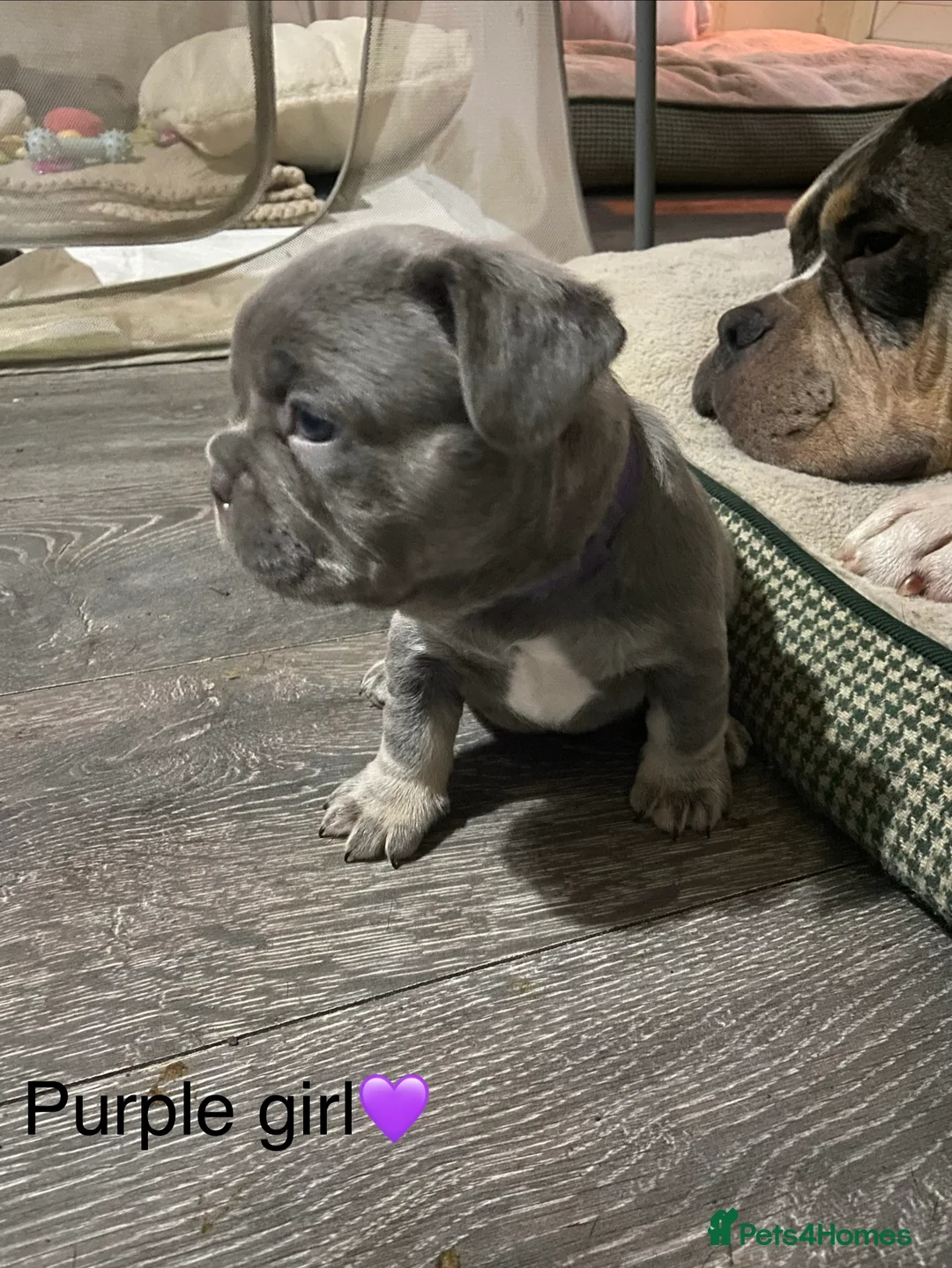 French Bulldog dogs for sale: French bulldog puppies - Advert 3