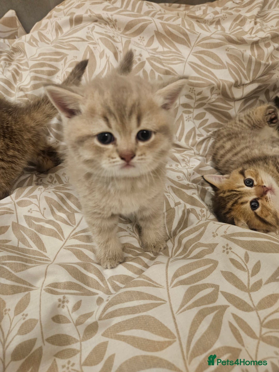 British Shorthair cats for sale: British Shorthair kittens! MALE BACK AVAILABLE!  - Advert 8