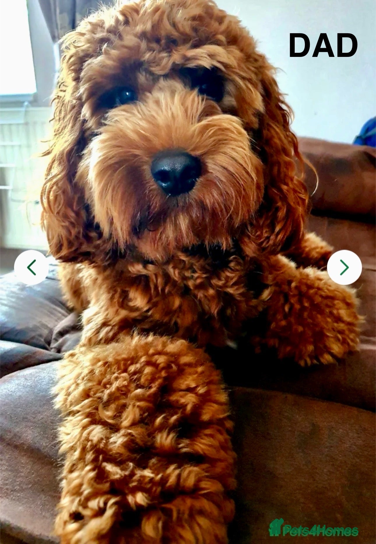 Cockapoo dogs for sale: JUST ONE GIRL REMAINING.STUNNING DARK RED COCKAPOO - Advert 2