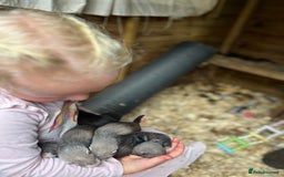 Ferret rodents for sale: Ferret kits - Image 4