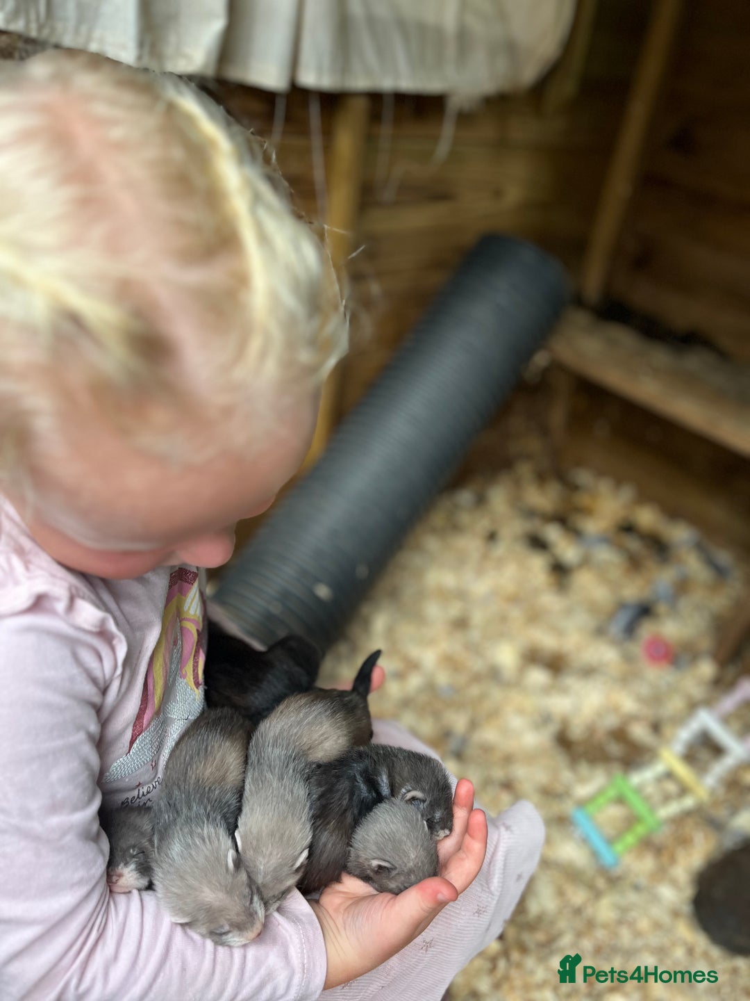 Ferret rodents for sale: Ferret kits - Image 4