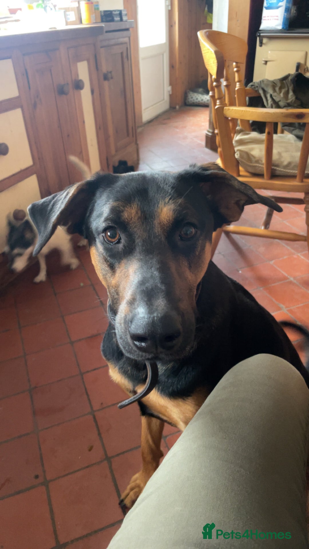 Mixed Breed dogs for sale: Labrador retriever cross - Advert 5