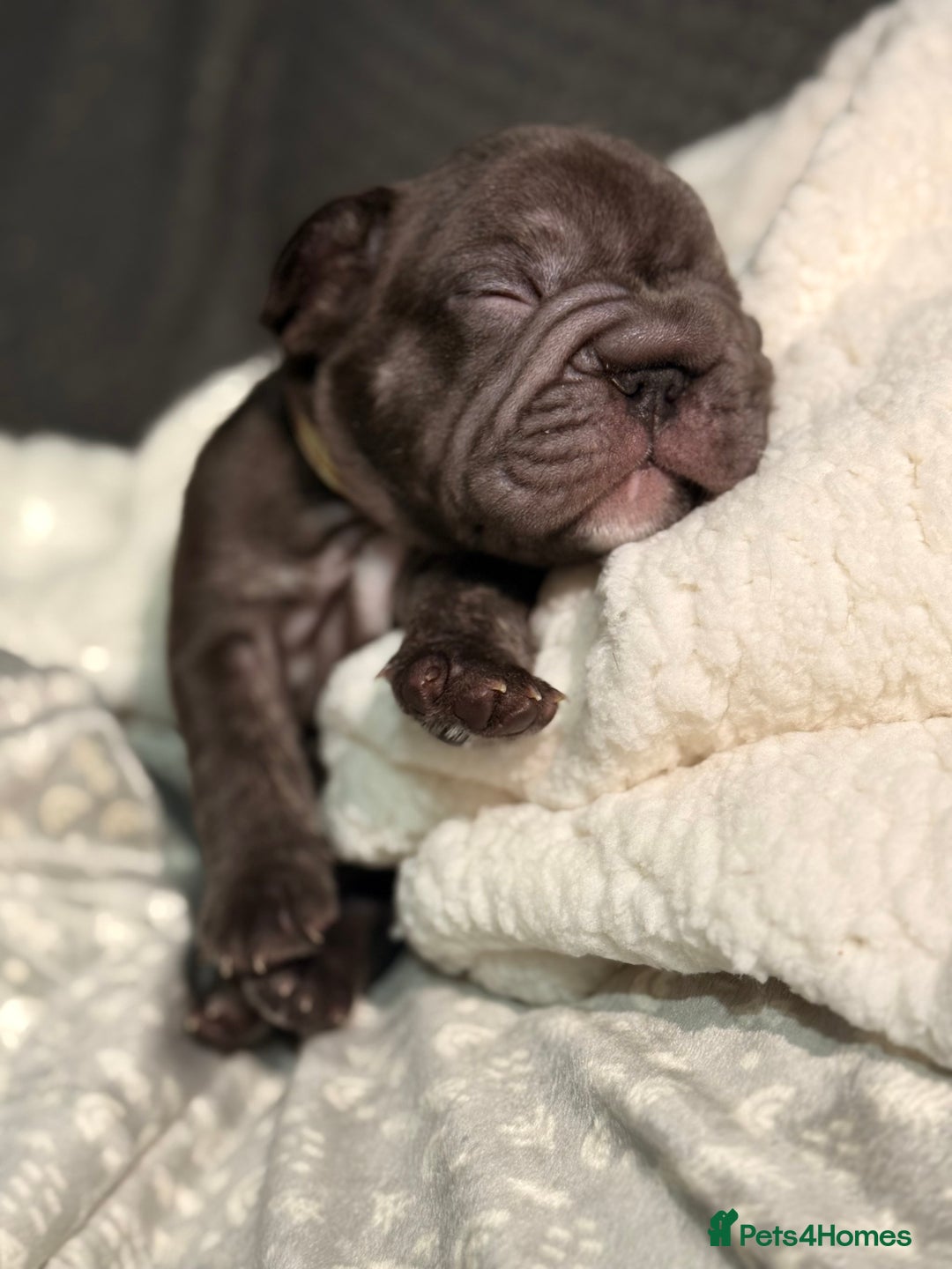 French Bulldog dogs for sale: French bulldog puppies for sale! - Advert 6