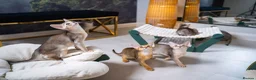 Abyssinian cats for sale: Silver Abyssinian Boy-READY NOW-Champion Line - Advert 30