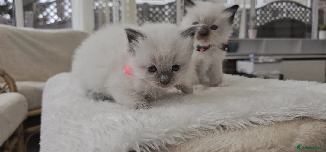 Ragdoll cats for sale: Purebred ragdoll  kittens  - Advert 15