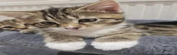 Domestic Shorthair cats for sale: Adorable kittens -Hayling island  - Advert 6