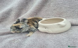 Rex rabbits for sale: Mini rex babies available  - Image 8