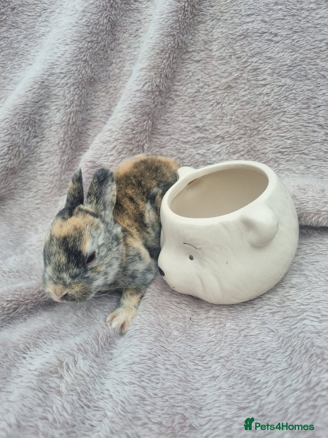 Rex rabbits for sale: Mini rex babies available  - Image 8