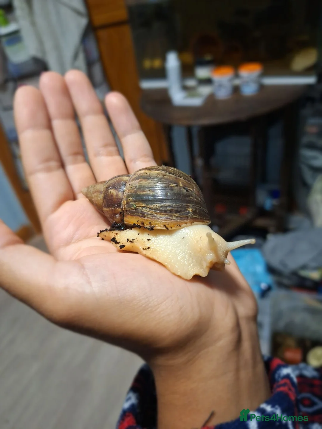 Snails invertebrates for sale: Baby Giant African Land Snails in Okehampton - Advert 6