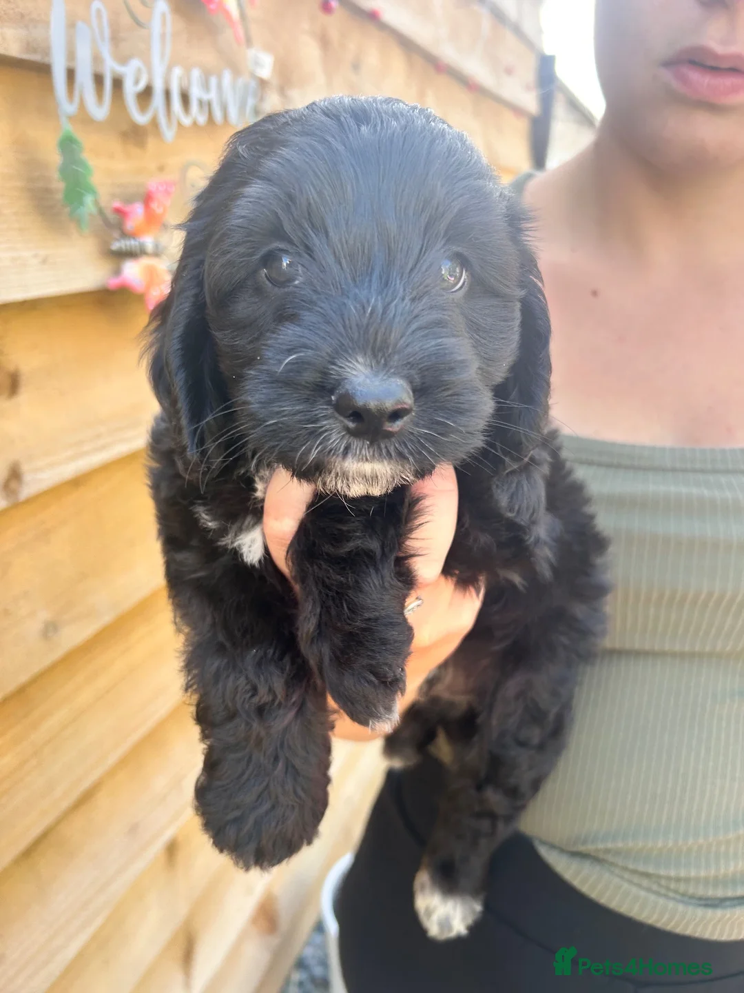 Cockapoo dogs for sale: Cockapoo puppy’s for sale  - Advert 6