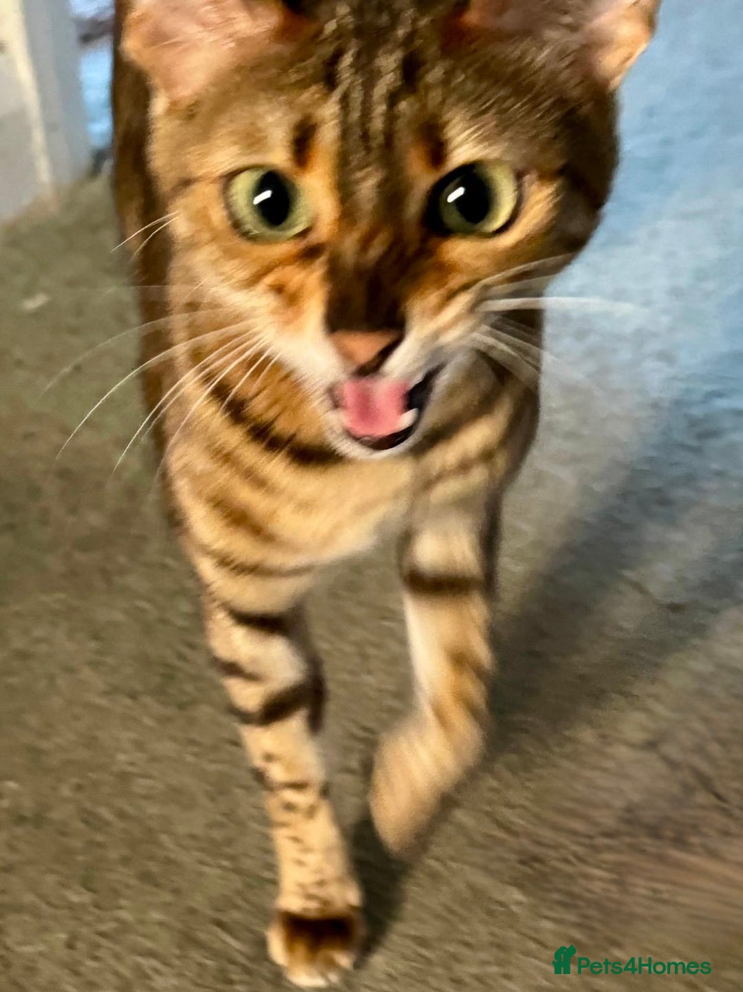 Bengal cats for sale: Sweet bengal looking for her quiet, forever home - Advert 4