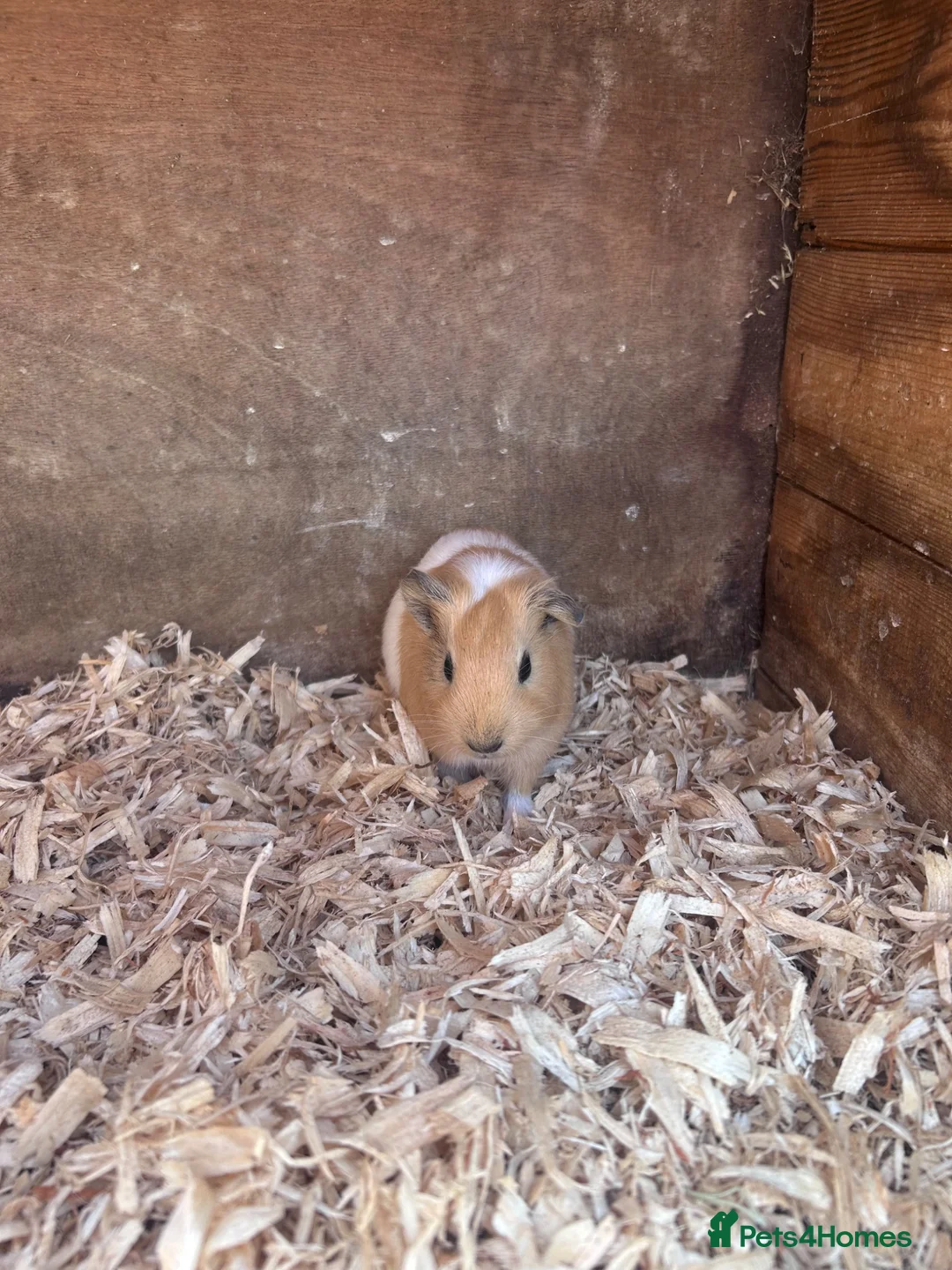 Guinea Pig rodents for sale: Baby guinea pig brothers  - Advert 3