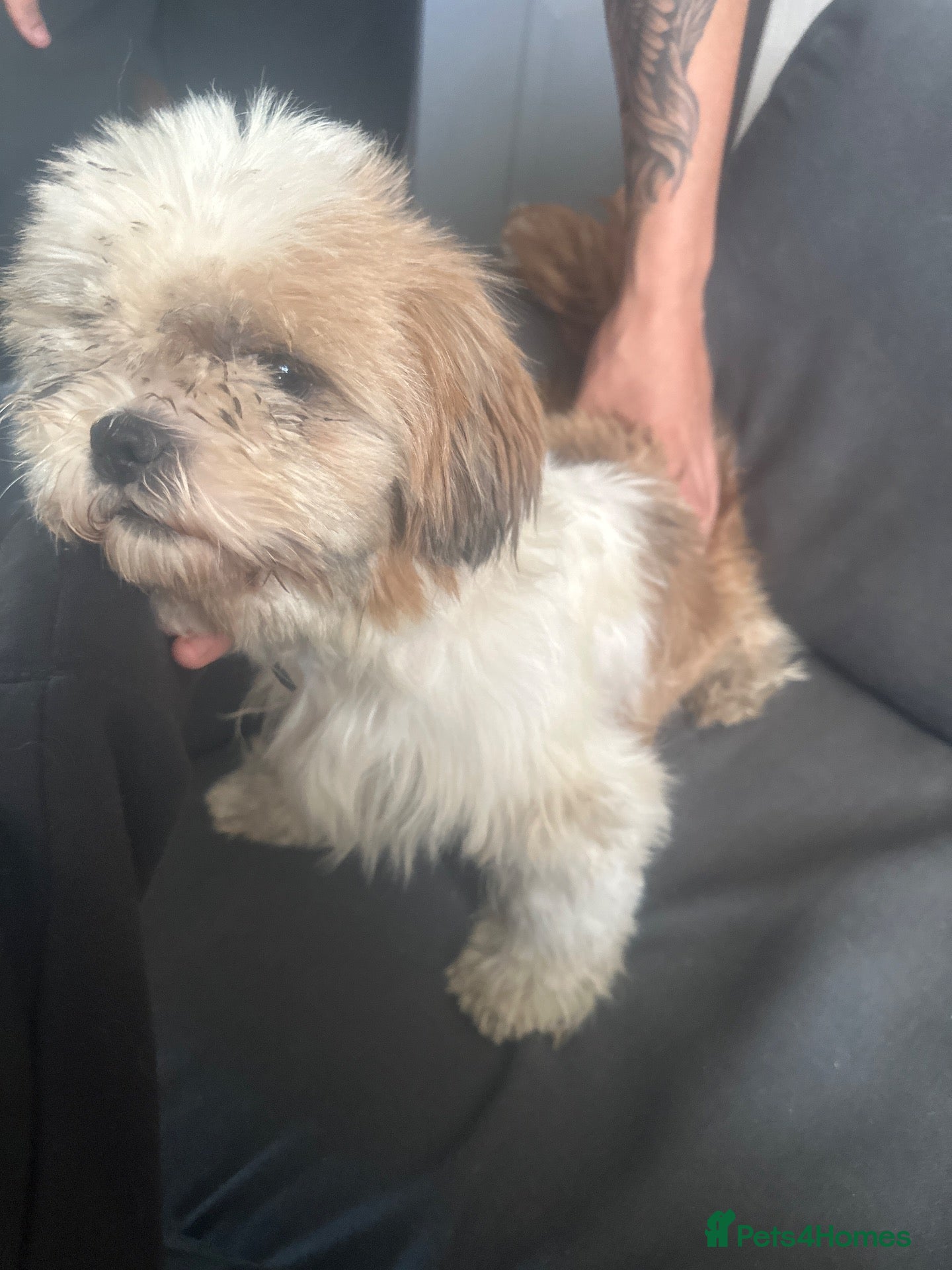 Shih Tzu dogs Shih tzu puppies for sale  - Advert 1