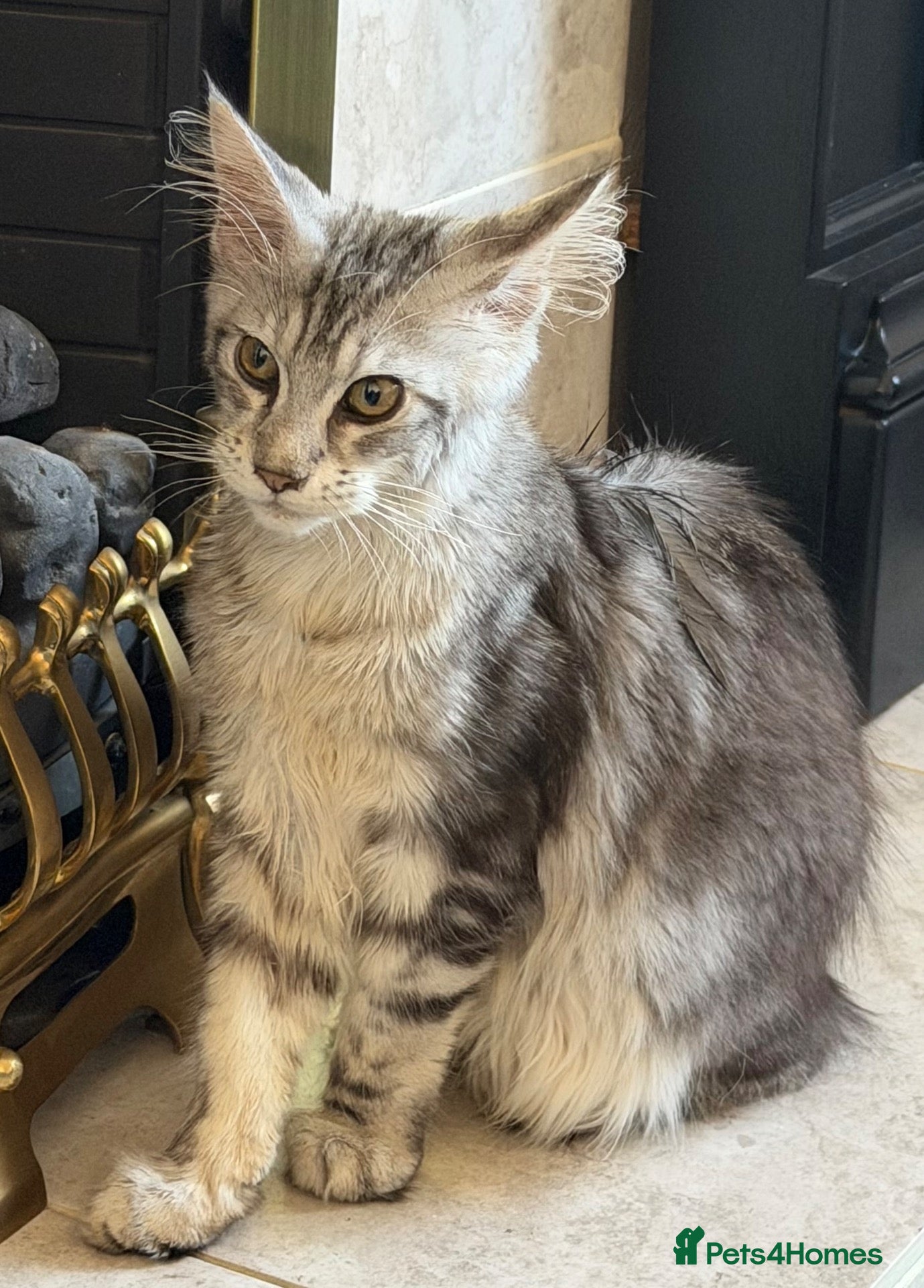 Maine Coon cats 1 lovely boy  - Advert 1