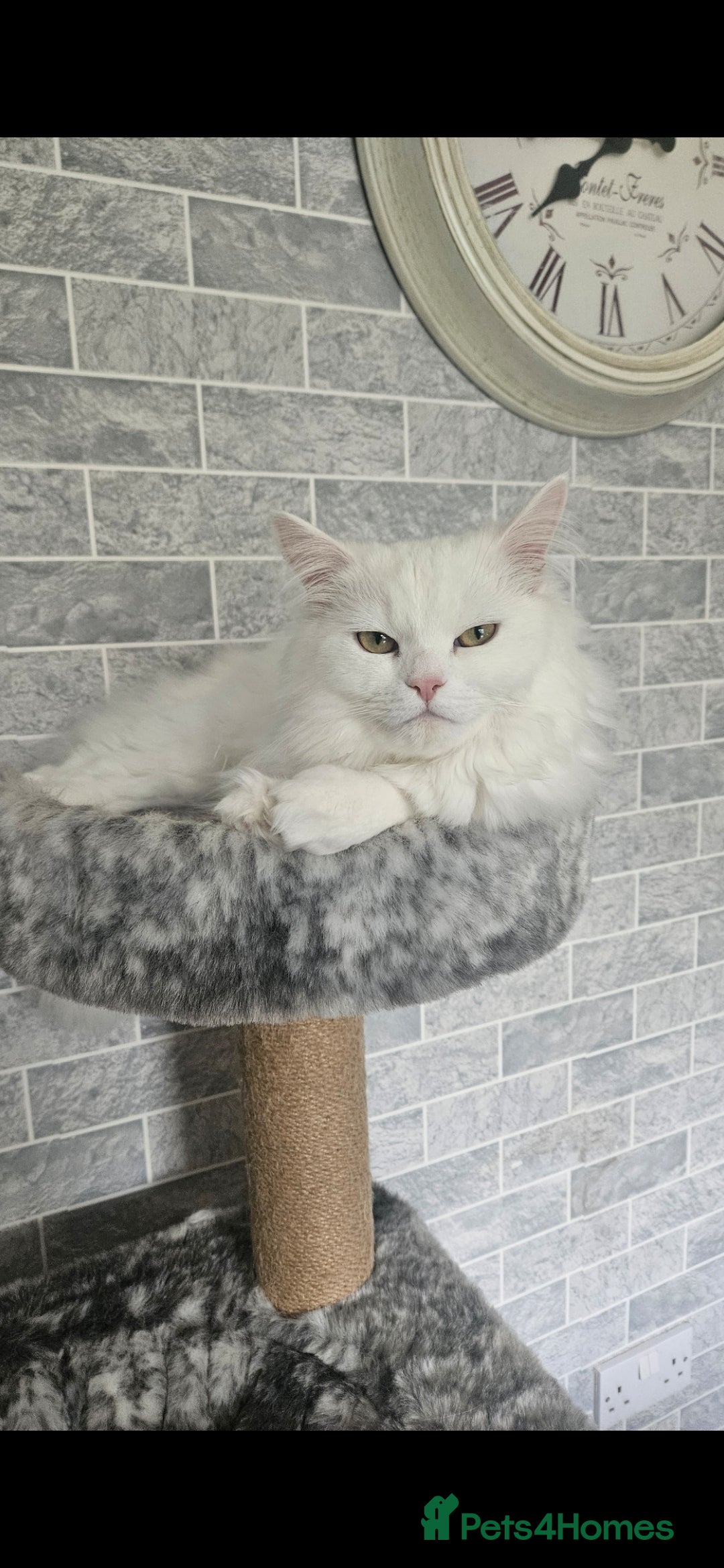 Persian cats for sale: Persian x Maine Coon  - Image 1