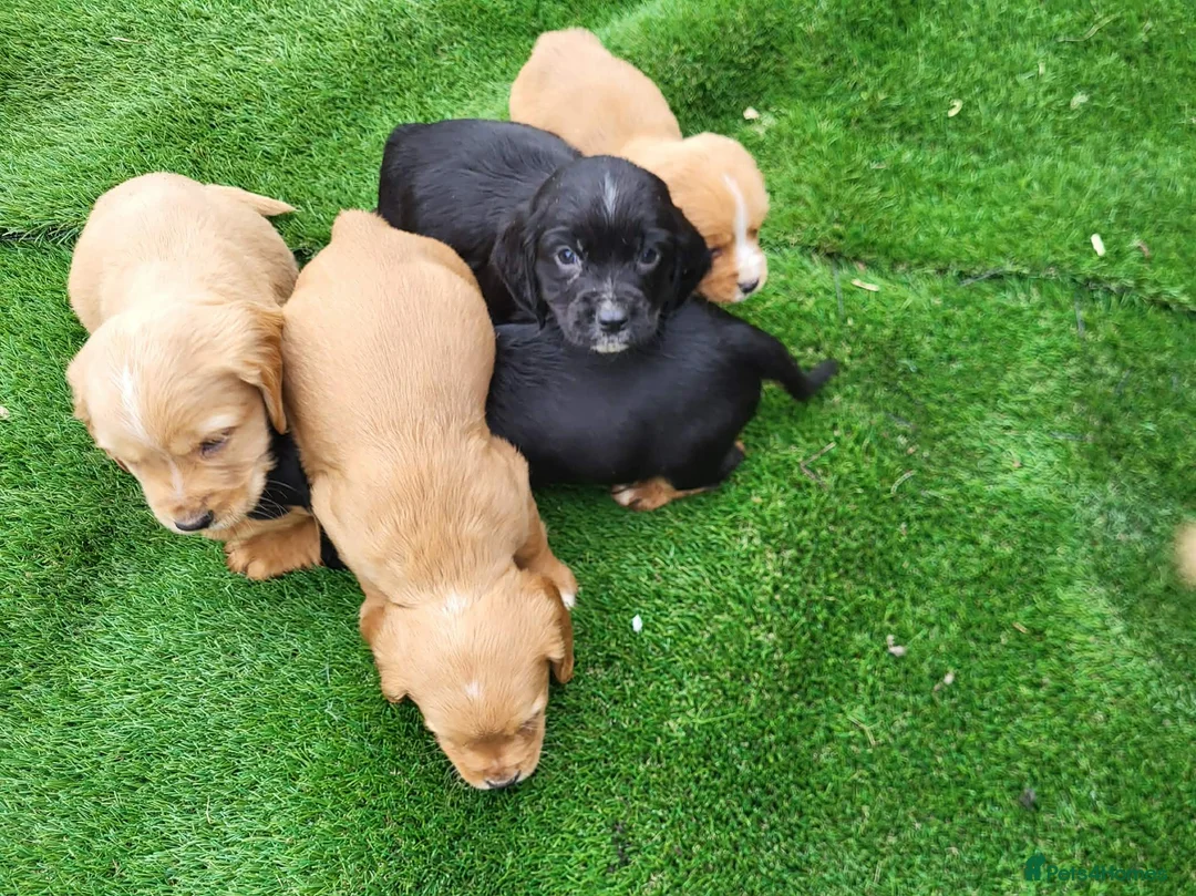 Cocker Spaniel dogs for sale: Cocker spaniel  - Advert 11