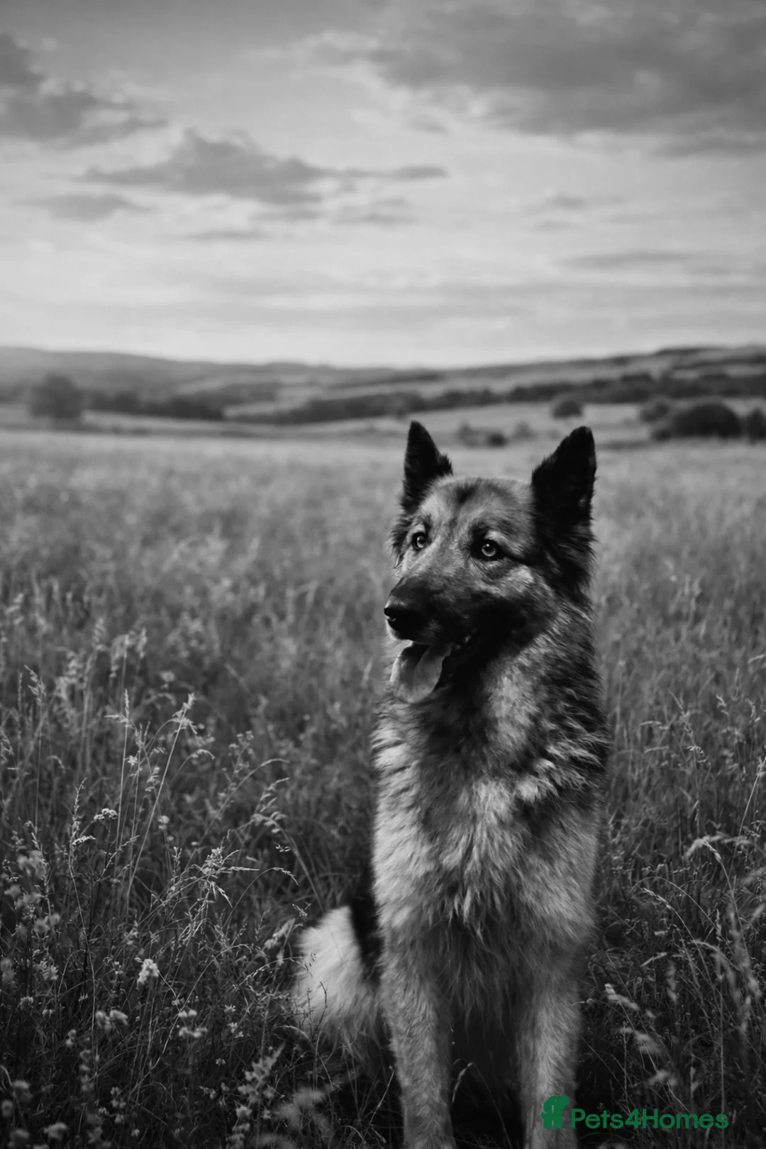 German Shepherd dogs for sale: German shepherd  - Advert 6