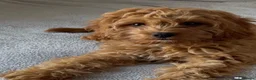 Cavapoo dogs for sale: Loveable Cavapoo - Advert 2