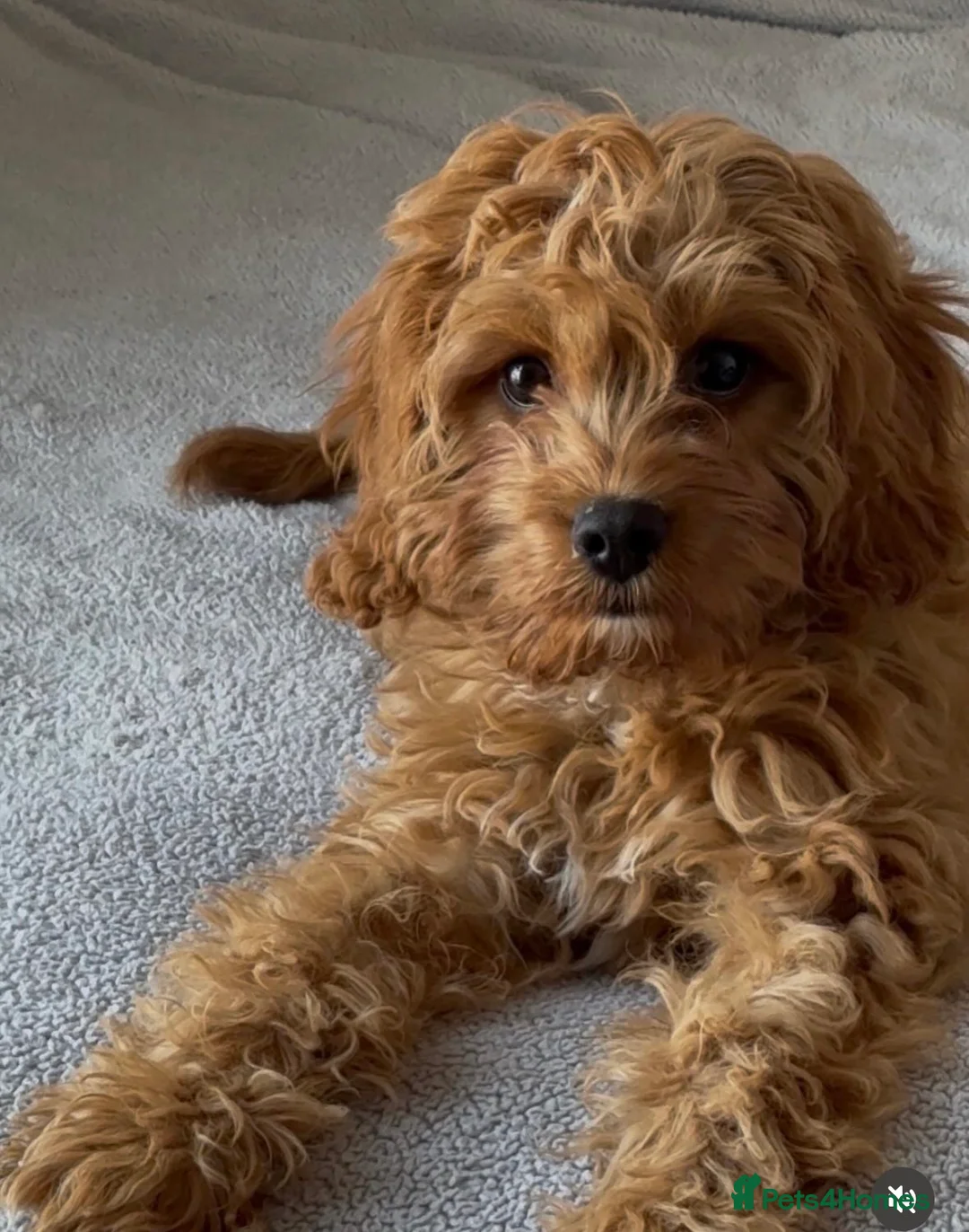 Cavapoo dogs for sale: Loveable Cavapoo - Advert 2