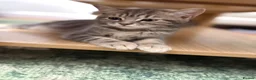 British Shorthair cats for sale: Porsche, Special Point British Shorthair Female - Advert 4